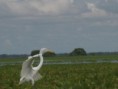 /album/fotogaleria/hato-el-cedral-432-jpg/